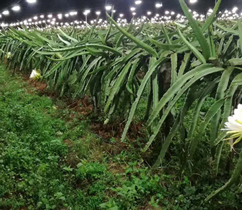 菌肥成功案例